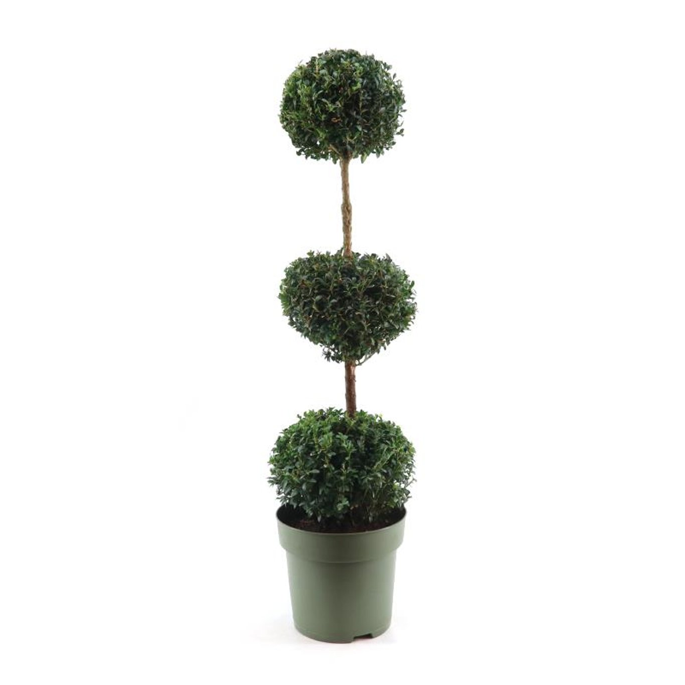 Buxus sempervirens - 100-120 CM TRIOBOL Cont.
